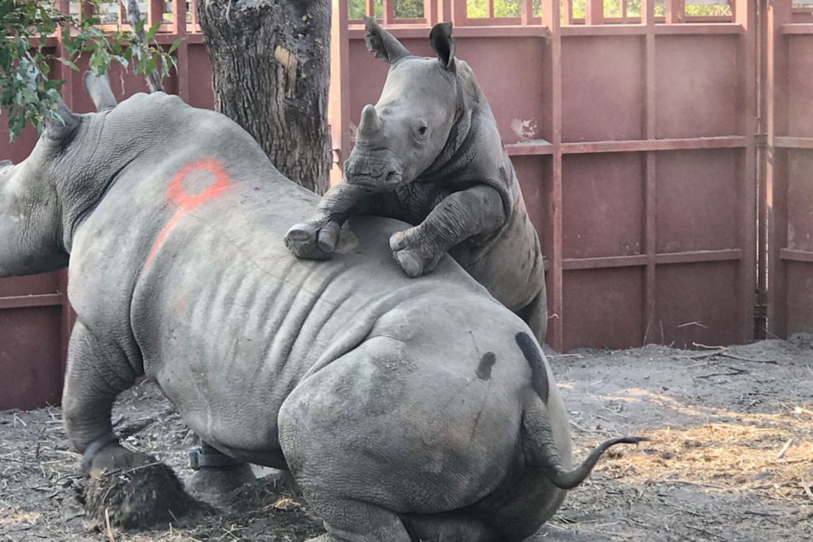 Rhinos Without Borders Airlifts Latest Batch of Rhino to Safe New Home