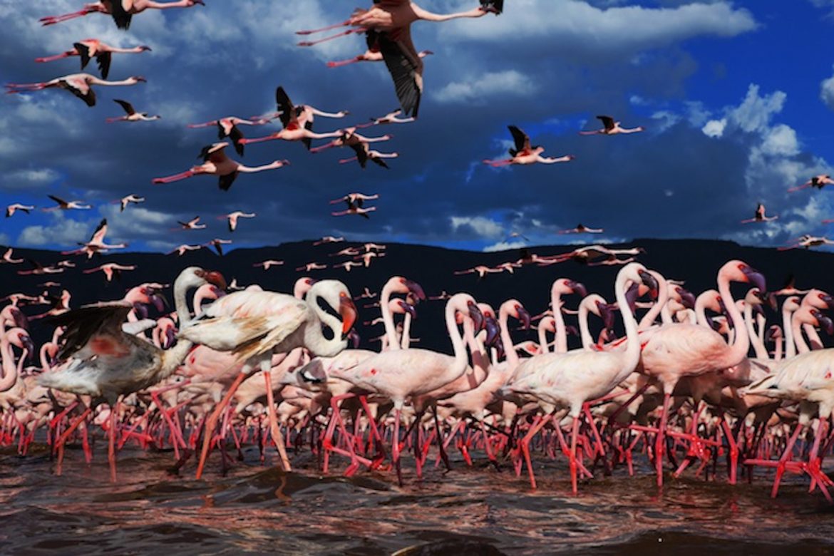 Explore Top 10 Animal Migrations with andBeyond
