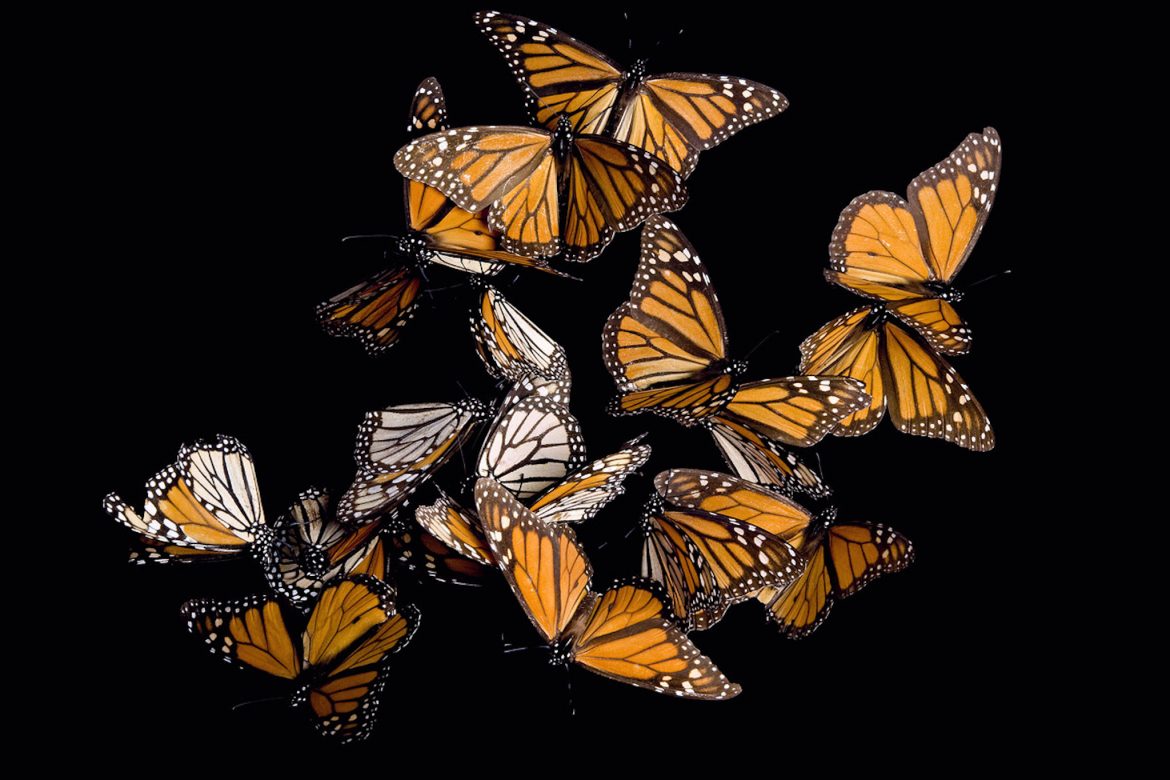 Dr. David Suzuki Foundation’s “Monarchs in Mexico” Contest